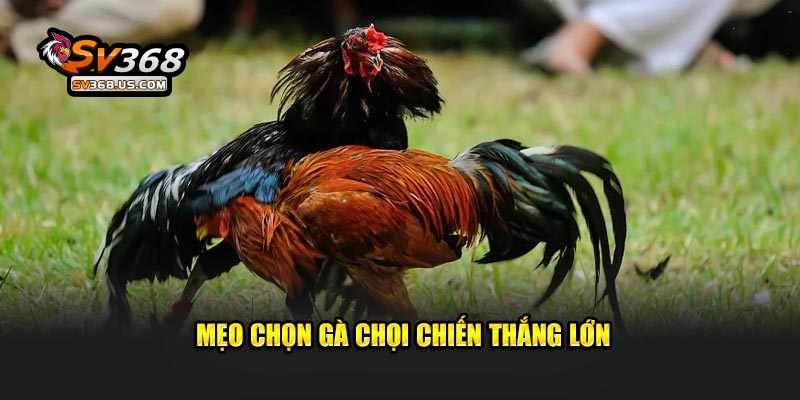 Mẹo Chọn Gà Chọi SV368 