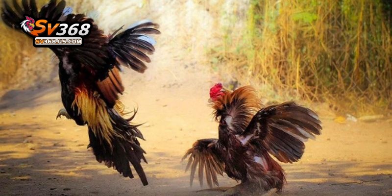 Giải đấu gà Việt thường xuyên được tổ chức tại bồ CPC3