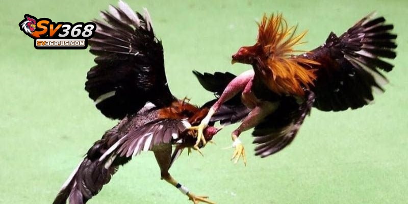 Theo dõi đá gà cựa hấp dẫn tại bồ gà CPC3