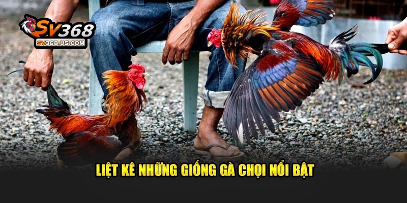 Liệt kê những giống gà chọi nổi bật