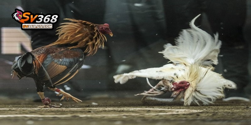 Lưu ý khi xem trực tiếp đá gà C3