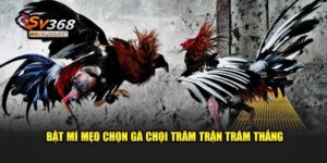 Bật mí mẹo chọn gà chọi trăm trận trăm thắng