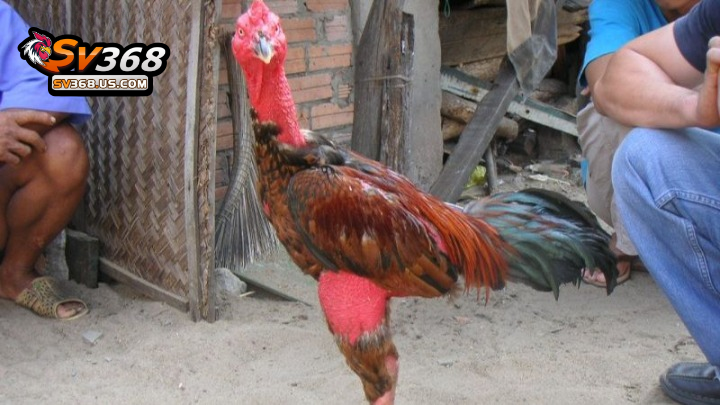 Lợi ích từ thuật ngữ trong chăm sóc gà đòn