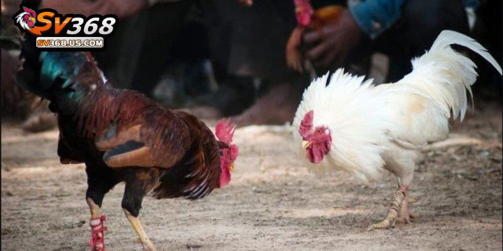 Tìm hiểu thông tin về màu mạng đá gà