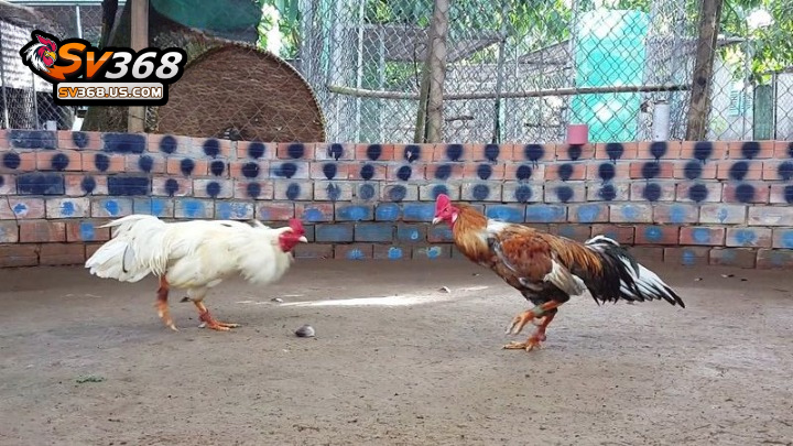 Theo dõi đá gà cựa hấp dẫn tại bồ gà CPC3