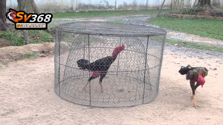 Chạy lồng là thuật ngữ được quan tâm hàng đầu