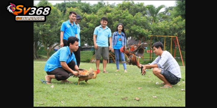 Sát hạch gà chọi để tuyển chọn được chiến kê dũng mãnh