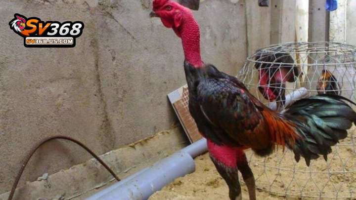 Quần mái là bài tập tăng thể lực cho gà đá