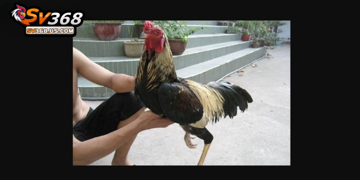 Hẫng chân rơi tự do giúp gà chọi có đôi chân chắc khoẻ, cứng cáp