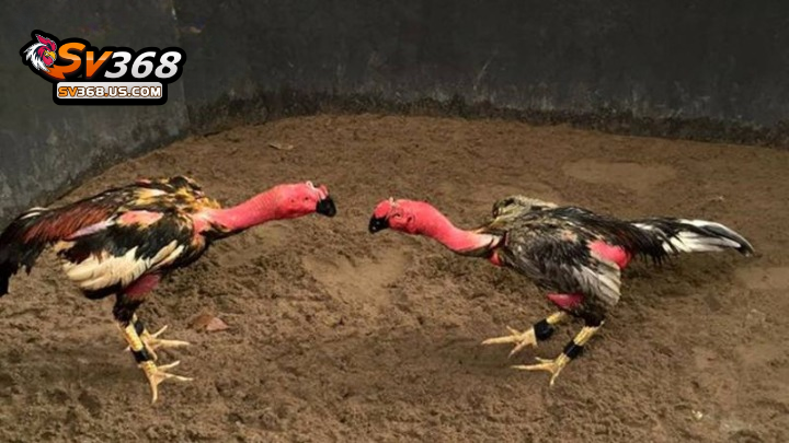 Giống Gà Chọi Vảy Rồng SV368
