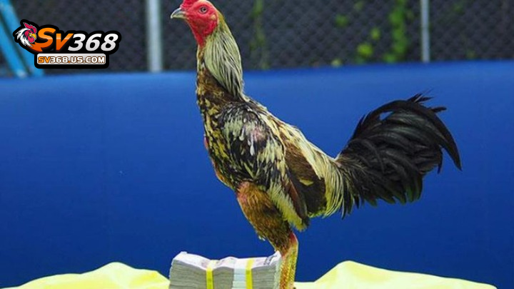 Luật chơi đá gà đang được áp dụng ở CPC3